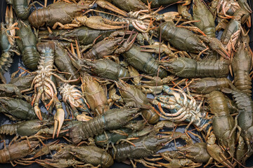 Many European live crayfish on a table in a rustic style, close-up.