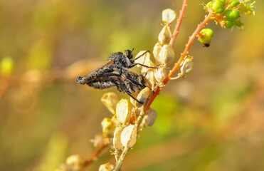 Macro shot of a robber fly in the garden