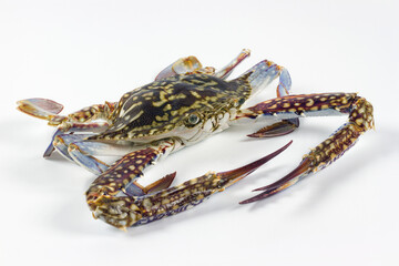 The flower crab or blue crab, Portunus pelagicus