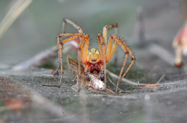 Beautiful spider on a spider web 