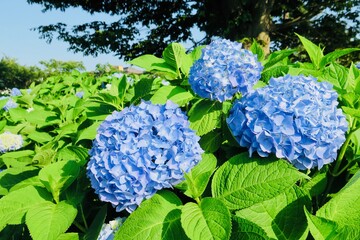 アジサイと太陽