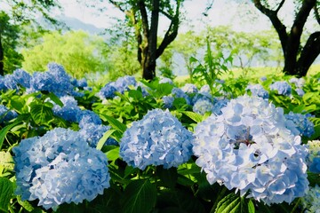 見頃の紫陽花