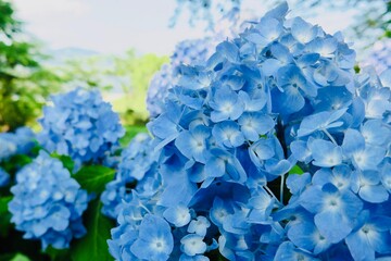 紫陽花のクロスアップ