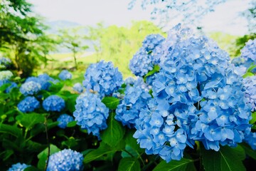 青いアジサイ