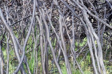 Blackened charred trunks of small trees - the aftermath of bush-fires which ravaged the east coast of Australia at the end of 2019 - fill the frame; green regrowth can be seen between them.