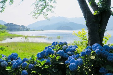 湖沿い紫陽花