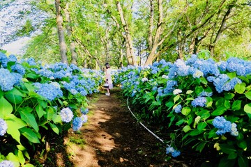 アジサイに囲まれるお花見