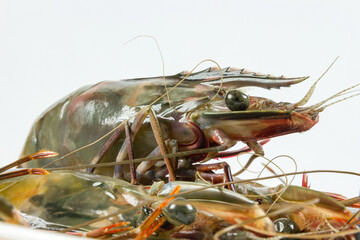 Black tiger shrimp/fresh prawn isolate on white background, macro shoot