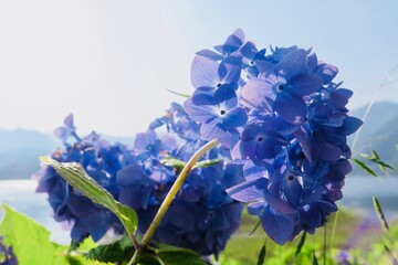 夏の紫陽花