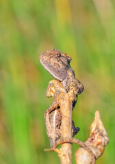 Macro shots, Beautiful nature scene green chameleon 