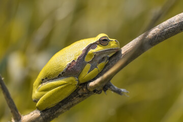 Beautiful Europaean Tree frog Hyla arborea 