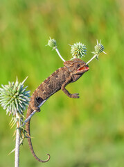 Macro shots, Beautiful nature scene green chameleon 