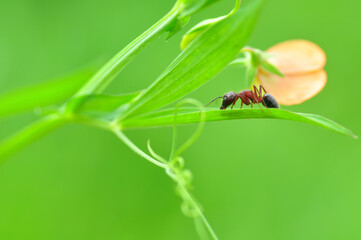 Beautiful Strong jaws of red ant close-up