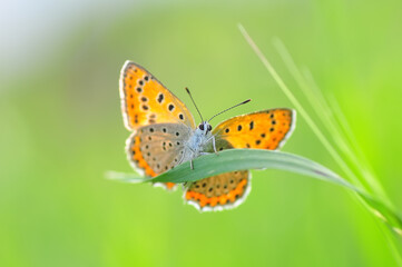 Closeup beautiful butterfly sitting on the flower in a summer garden

