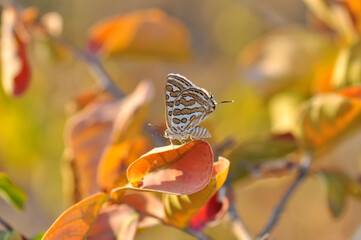 Closeup beautiful butterfly sitting on the flower in a summer garden

