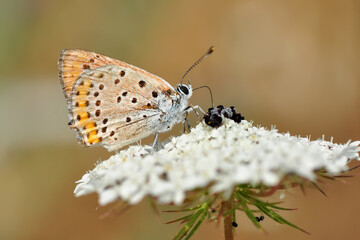 Closeup beautiful butterfly in a summer garden