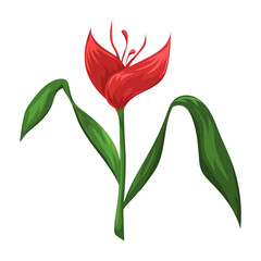 Jungle leave and flower