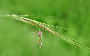 Close up of pair of Beautiful European mantis ( Mantis religiosa )