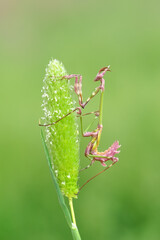 Close up of pair of Beautiful European mantis ( Mantis religiosa )