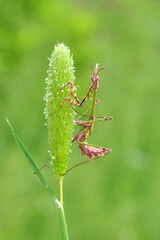 Close up of pair of Beautiful European mantis ( Mantis religiosa )