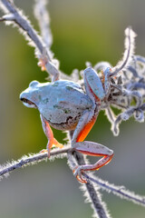 Beautiful Europaean Tree frog Hyla arborea 