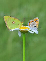 Closeup beautiful butterfly in a summer garden