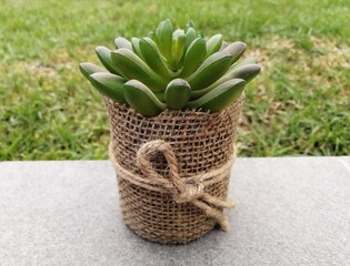 plastic plant in a flower pot