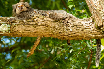 Close up of a Black-tufted marmoset, Atlantic Forest, Brazil