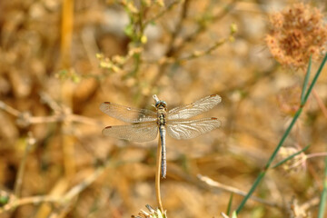 Macro shots, Beautiful nature scene dragonfly.   