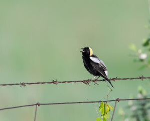 Bobolink on Fence Wire on Green Background