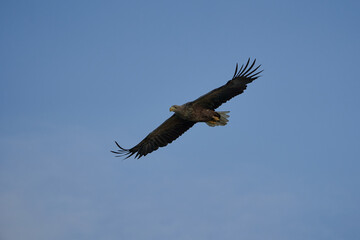 White tailed Eagle Catching eel Raptor Lake Hunting Flying Wings