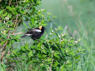 Bobolink on Tree Branch  in Spring