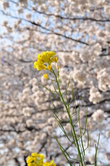 桜と菜の花