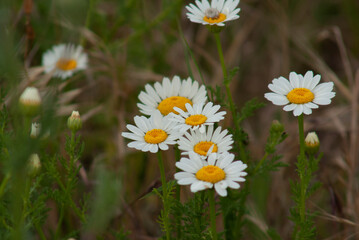White daisies on a green meadow