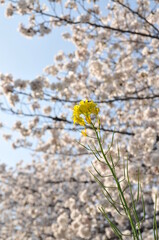 桜と菜の花