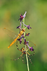 Beautiful spider feasting dragonfly on a spider web . Macro photo.