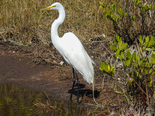 Great egret in the Florida wetlands