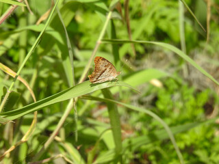 White peacock butterfly in the Florida grass