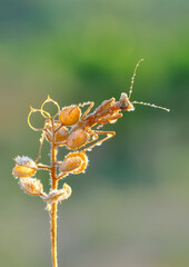 Close up of pair of Beautiful European mantis ( Mantis religiosa )
