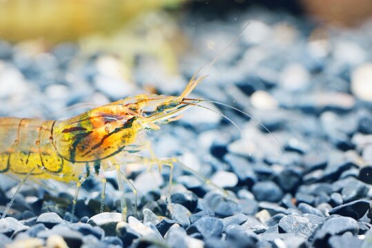 Asian Glass Shrimp Macrobrachium Lanchesteri In Aquarium, Close-up. Zoology, Carcinology, Environmental Protection Theme