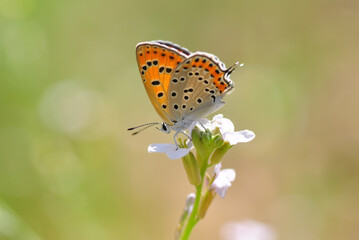 Obraz premium Closeup beautiful butterfly in a summer garden