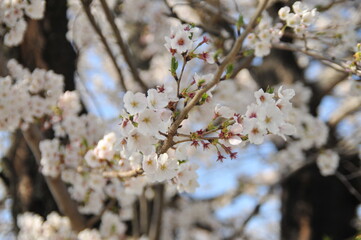 桜