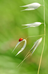 Beautiful ladybug on leaf defocused background