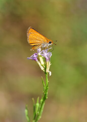 Macro Photography of Yellow Moth on Twig of Plant.