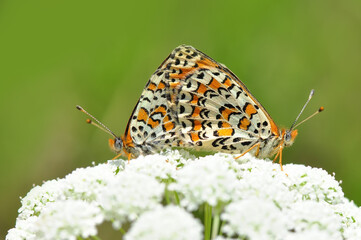 Closeup beautiful butterfly in a summer garden