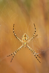  Beautiful spider on a spider web 
