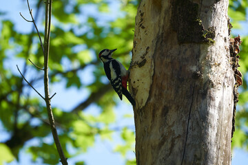 Great spotted woodpecker Dendrocopos major Switzerland infront of his home tree whole