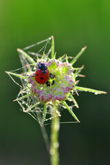Beautiful ladybug on leaf defocused background