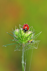 Beautiful ladybug on leaf defocused background