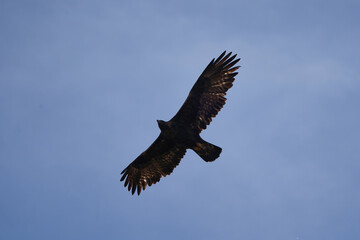 Fototapeta na wymiar Golden eagle Alps Switzerland Aquila chrysaetos birds of prey Accipitridae